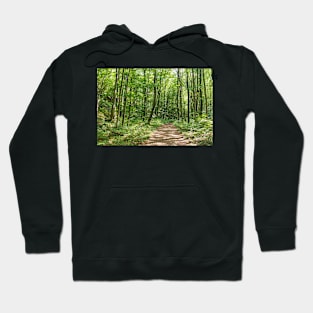 Deciduous forest in the summer Hoodie